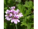 Герань (Pelargonium graveolens), Иран, цветки (5 мл) - 100% натуральное эфирное масло