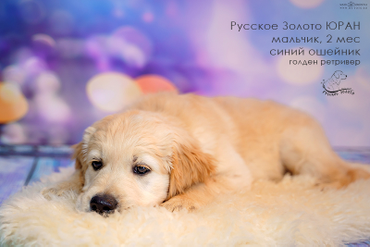 РЗ Юран,  мальчик с синим ошейничком, 2 мес.