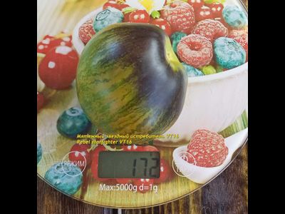 Томат Звёздный истребитель VT16  (Rebel Starfighter VT16)