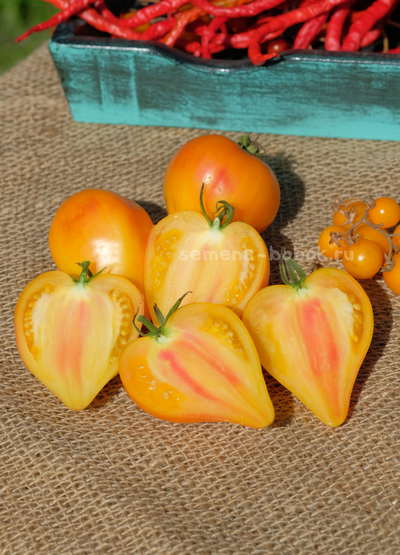 Томат Fred (Фред), 10 шт