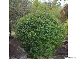 Топиар клён Гиннала в форме шара