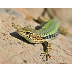 ОБЫКНОВЕННЫЕ