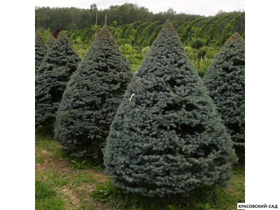 Топиар Ель колючая Глаука в форме конуса - Glauca