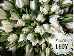 Тюльпан Snow Lady