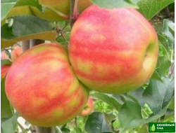 Яблоня "Карнавал"