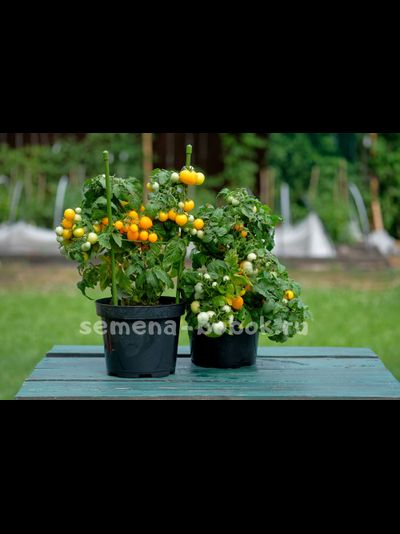 Томат Оранжевая Шапочка, 10 шт