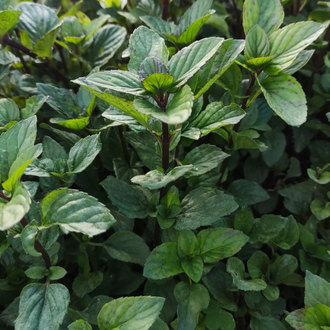 Мята перечная (Mentha piperita) Египет, 5 мл - 100% натуральное эфирное масло
