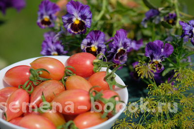 Томат Блаш Розовый (Pink Blush), 10 шт