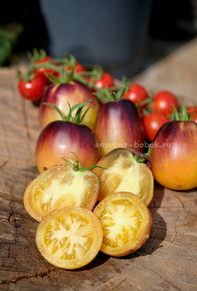 Томат Золотая Чалма, 10 шт