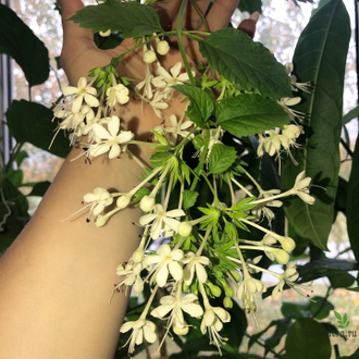 Clerodendrum Calamitosum / Клеродендрум ротанговый