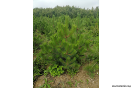 Сосна крымская Черная (Pinus nigra) – фото хвои - красовский-сад.рф