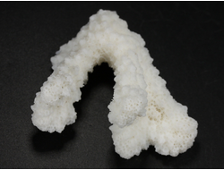 Коралл белый, коллекционный образец, Китай (52*40*33 мм, 23 г) №37698