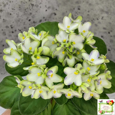 Марина Цветаева (А.Басенина) 2017 г. химера (сорт укоренённый пасынок)