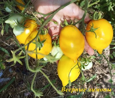 Томат Веерные лимоны (усл)