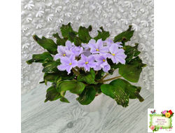 LV-Небо в Кармашке (Л. Шевелева) трейлер (пестролистный клакамас) сеянец