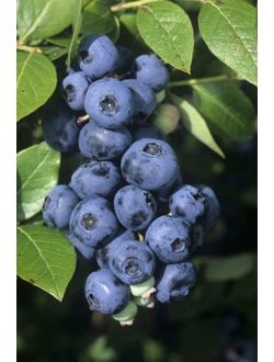 Голубика Bluecrop