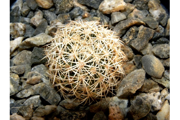 Coryphantha 6  