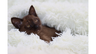 соболиный котенок