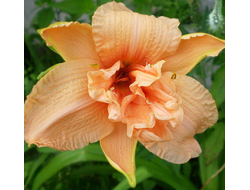 Лилейниик Дабл Дрим (DOUBLE DREAM)