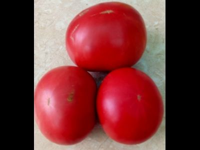 Томат Болгарское чудо