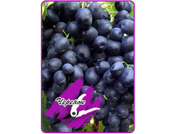 Кишмиш Аттика (черенок)*