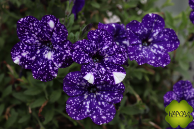 ПЕТУНИЯ АМПЕЛЬНАЯ ДЛЯ КАШПО 1 ШТ РАССАДА