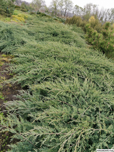 Можжевельник Пфитцериана Глаука - Pfitzeriana Glauca