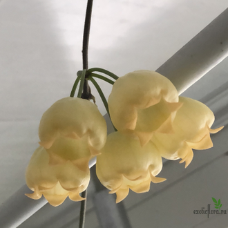 Hoya Inflata