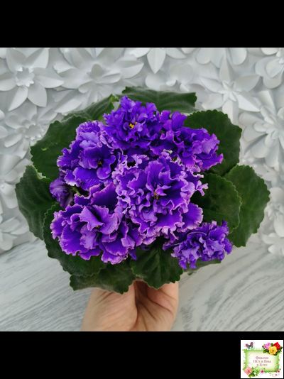 РМ-Синий Бриллиант (Н. Скорнякова) 2023 г.