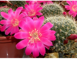 Rebutia senilis v. lilacino-rosea