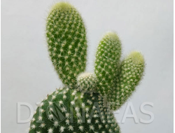 Opuntia microdasys