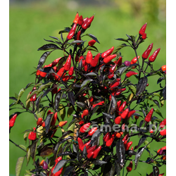 Перец острый  Explosive Ember, 10 шт