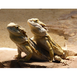 Бородатая агама (Pogona vitticeps)