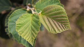 Гамамелис экстракт (листья)