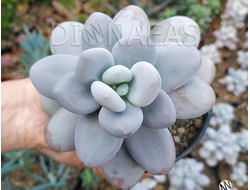 Pachyphytum oviferum