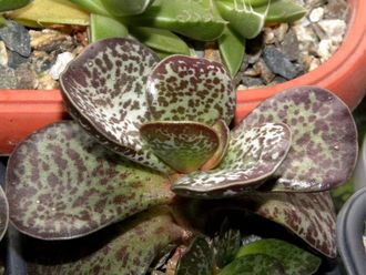 Adromischus maculatus (плоский) - растение