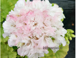 Пеларгония Ирида Невеста