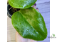 14/02/2025 hoya surigaoensis