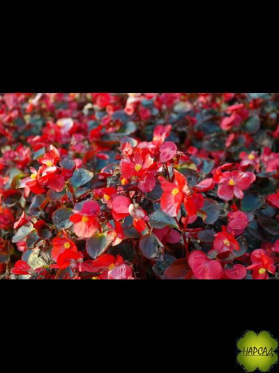 РАССАДА БЕГОНИИ ВЕЧНОЦВЕТУЩЕЙ (ЗАСУХОУСТОЙЧИВА) 10 ШТ