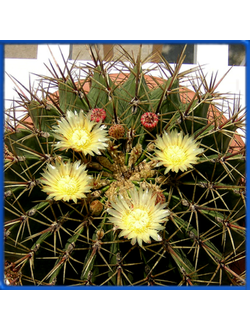 Echinocactus ingens