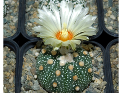 Astrophytum AS Miracle (1033.3)р - 10 семян
