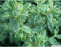 Вейгела Карикатура - Caricature