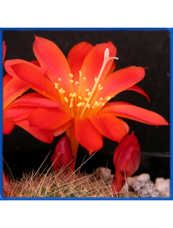 Rebutia senilis v. grandiflora