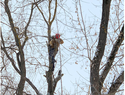 Кронирование деревьев