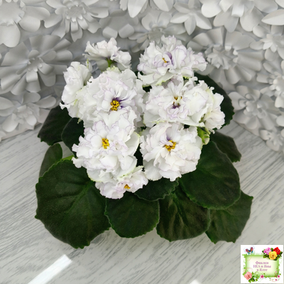 РМ-Прекрасный Жемчуг (Н. Скорнякова) 2022 г.