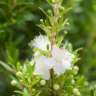 Мирт (Myrtus communis) зеленый, листья (5 мл) - 100% натуральное эфирное масло