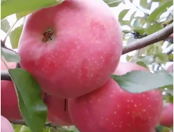 Флорина (яблоня)