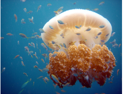 Купить греющую картину с фото медуза