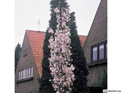 Вишня Аманогава - Amanogawa