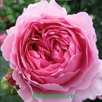 Роза парковая Алан Титчмарш (Alan Titchmarsh) - Саженцы роз в Таганроге -  HelgaRoza